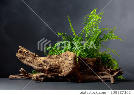 Green fern and old dry snag on a black background. 139287302