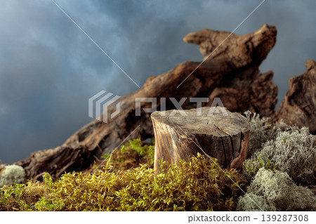 Abstract natural composition featuring lichen, moss, and dry snags. Abstract natural composition featuring lichen, moss, and dry snags. 139287308