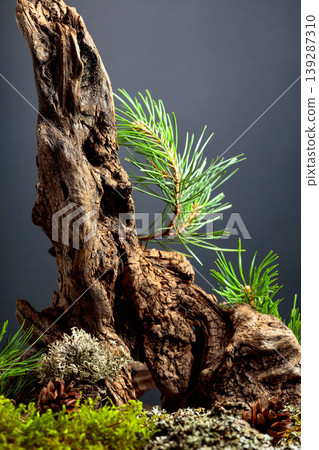Abstract north nature scene with a composition of pine branches and dry snags. 139287310