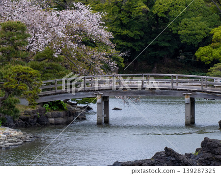 A wooden bridge over a pond and cherry blossoms in full bloom. 139287325