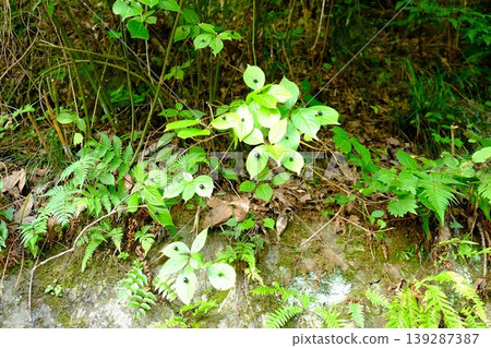 [Kanagawa Prefecture] Ilex crenata on the riverbank 139287387