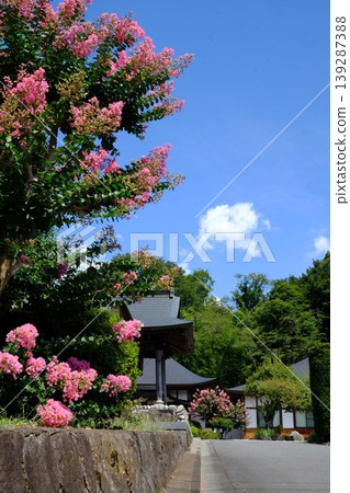 【神奈川縣】通往正殿的小路兩旁開滿了紫薇花。 【神奈川縣】通往正殿的小路兩旁開滿了紫薇花。 139287388
