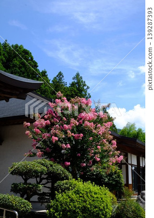 【神奈川縣】光雲寺紫薇花盛開 【神奈川縣】光雲寺紫薇花盛開 139287393