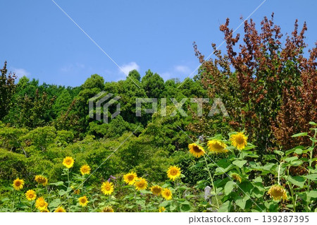[Kanagawa Prefecture] Sunflowers blooming in a park 139287395