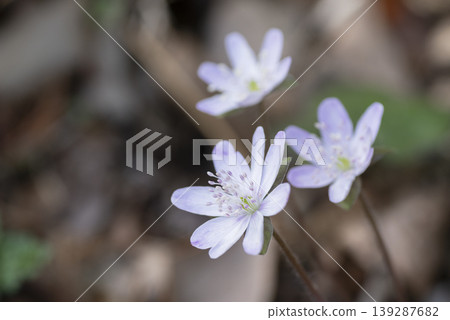 Snowgrass花 139287682