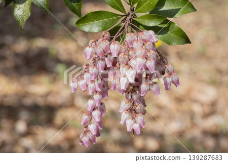 阿塞比花 阿塞比花 139287683