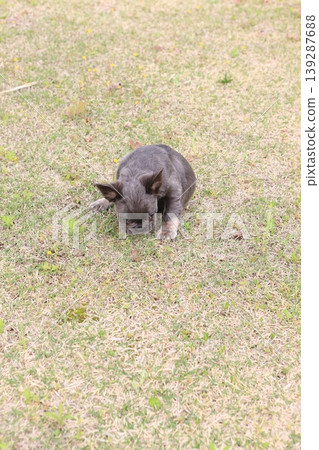 French bulldog 139287688