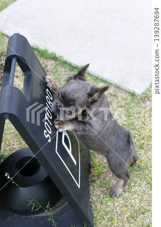 法國鬥牛犬 139287694