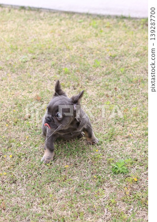 French bulldog French bulldog 139287700