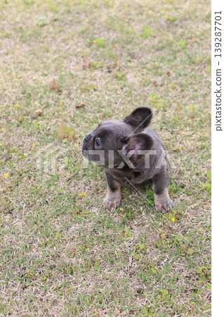 French bulldog French bulldog 139287701