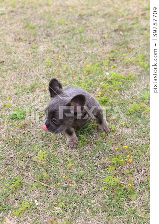 French bulldog French bulldog 139287709
