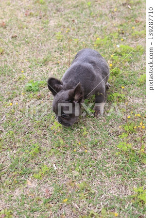 French bulldog French bulldog 139287710