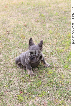 法國鬥牛犬 139287713
