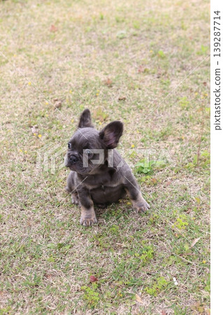 French bulldog French bulldog 139287714