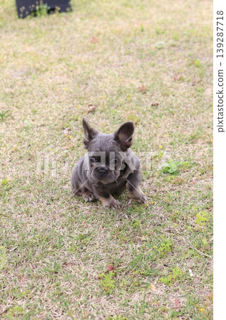 法國鬥牛犬 139287718