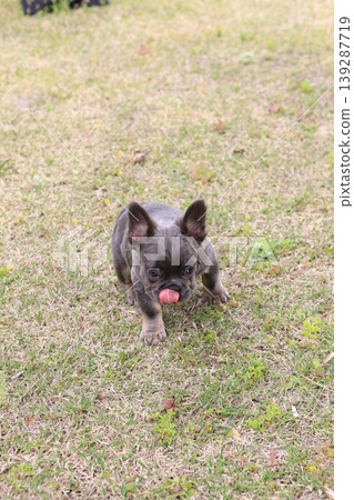 French bulldog French bulldog 139287719