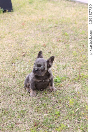 French bulldog French bulldog 139287720