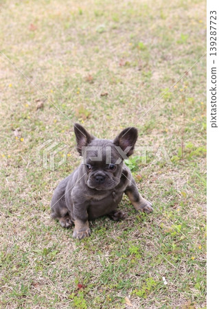 French bulldog French bulldog 139287723