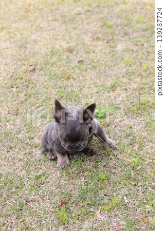 French bulldog French bulldog 139287724
