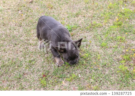 French bulldog French bulldog 139287725