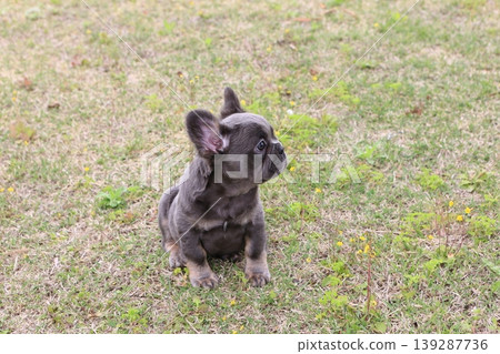 French bulldog French bulldog 139287736