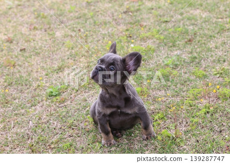 法國鬥牛犬 139287747