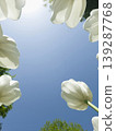 It is a white tulip seen from a low angle. 139287768