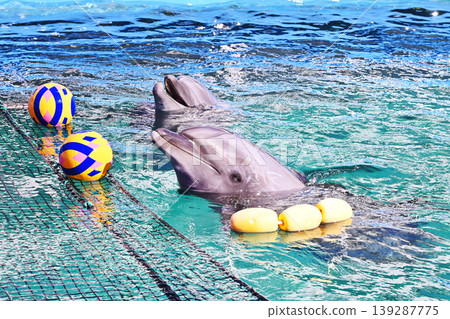 Dolphins playing with a ball; dolphins surfacing; image materials. 139287775