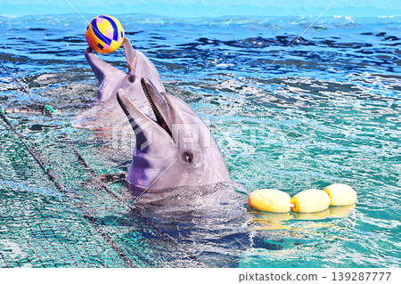 Dolphins playing with a ball; dolphins surfacing; image materials. 139287777