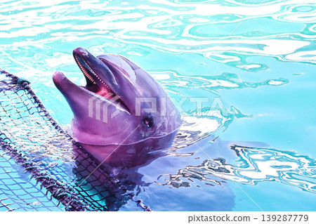 Dolphins swimming in a pool; dolphins surfacing; image material. Dolphins swimming in a pool; dolphins surfacing; image material. 139287779