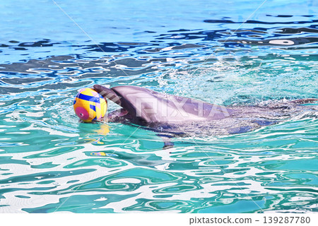Dolphins swimming in a pool, dolphins catching a ball, dolphins surfacing - image materials 139287780