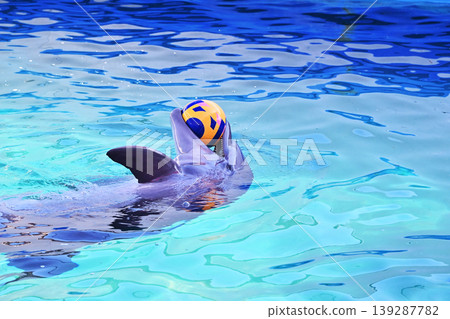 Dolphins swimming in a pool, dolphins catching a ball, dolphins surfacing - image materials 139287782
