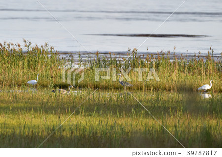 Hawthorns and daisies 139287817