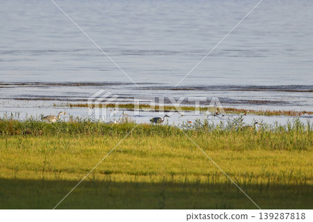 Hawthorns and daisies 139287818