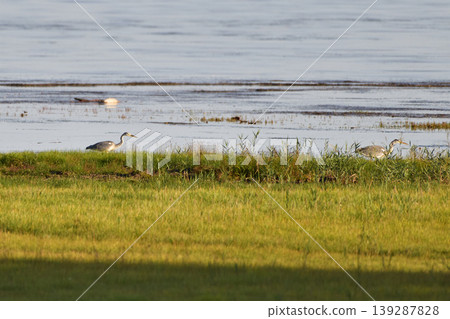 Gray heron Gray heron 139287828