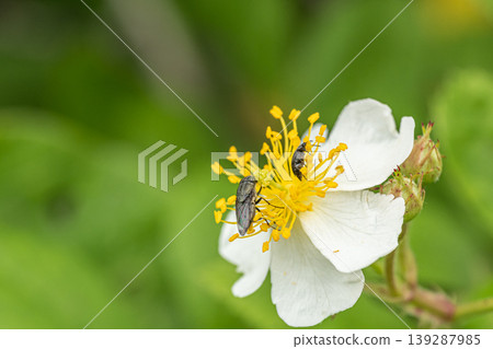The black-winged blowfly feeds on pollen. 139287985