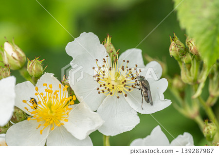 The black-winged blowfly feeds on pollen. The black-winged blowfly feeds on pollen. 139287987