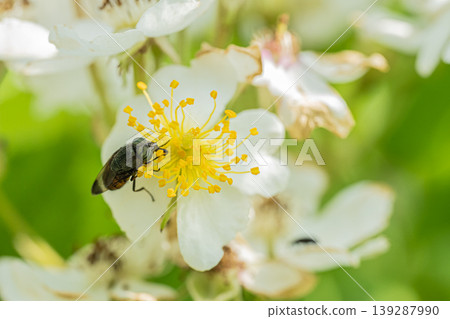 The black-winged blowfly feeds on pollen. The black-winged blowfly feeds on pollen. 139287990