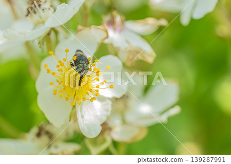 黑翅麗蠅以花粉為食。 139287991