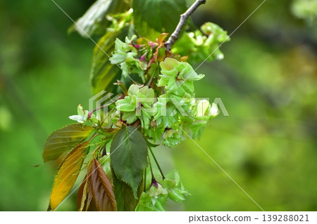 Yellow-green cherry blossoms (Gyoi-kozakura) Yellow-green cherry blossoms (Gyoi-kozakura) 139288021