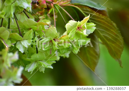 Yellow-green cherry blossoms (Gyoi-kozakura) 139288037