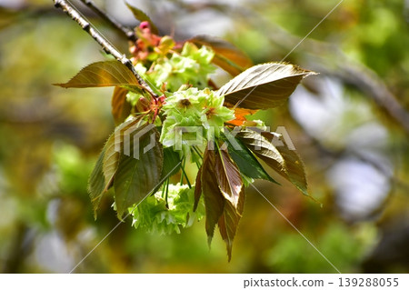 Yellow-green cherry blossoms (Gyoi-kozakura) Yellow-green cherry blossoms (Gyoi-kozakura) 139288055