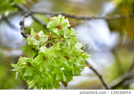 Yellow-green cherry blossoms (Gyoi-kozakura) Yellow-green cherry blossoms (Gyoi-kozakura) 139288058