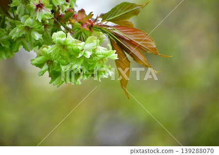 Yellow-green cherry blossoms (Gyoi-kozakura) 139288070