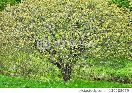 Yellow-green cherry blossoms (Gyoi-kozakura) Yellow-green cherry blossoms (Gyoi-kozakura) 139288079