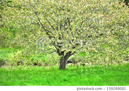 Yellow-green cherry blossoms (Gyoi-kozakura) 139288082