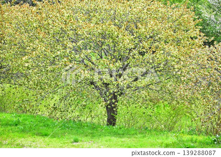 Yellow-green cherry blossoms (Gyoi-kozakura) Yellow-green cherry blossoms (Gyoi-kozakura) 139288087