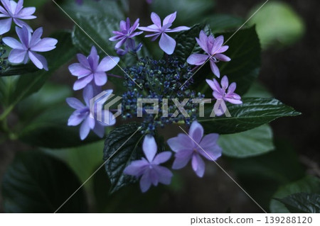 繡球花如同月桂花環,在花壇的黑暗中閃閃發光。 繡球花如同月桂花環,在花壇的黑暗中閃閃發光。 139288120