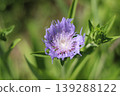 A vibrant purple Stokesia stands amidst a flowerbed adorned with greenery. 139288122