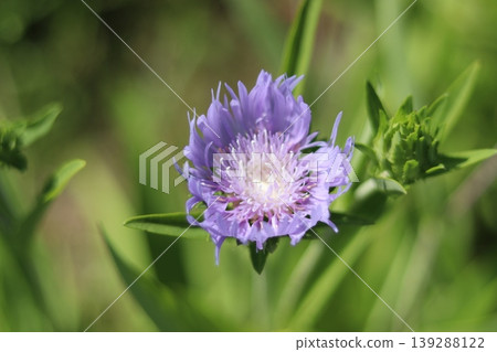 A vibrant purple Stokesia stands amidst a flowerbed adorned with greenery. 139288122